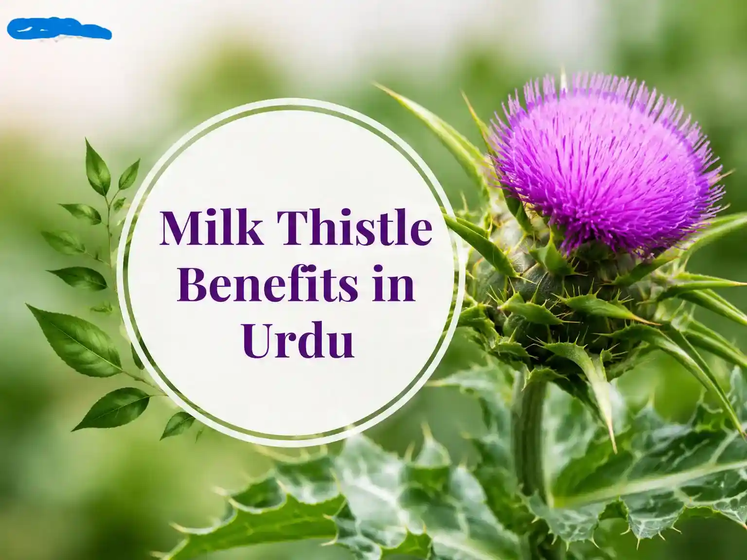 Milk thistle is beneficial for liver.